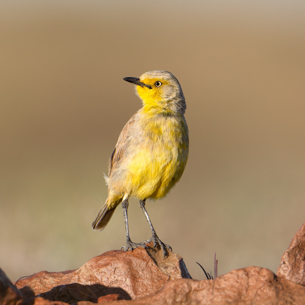 Gibberbird