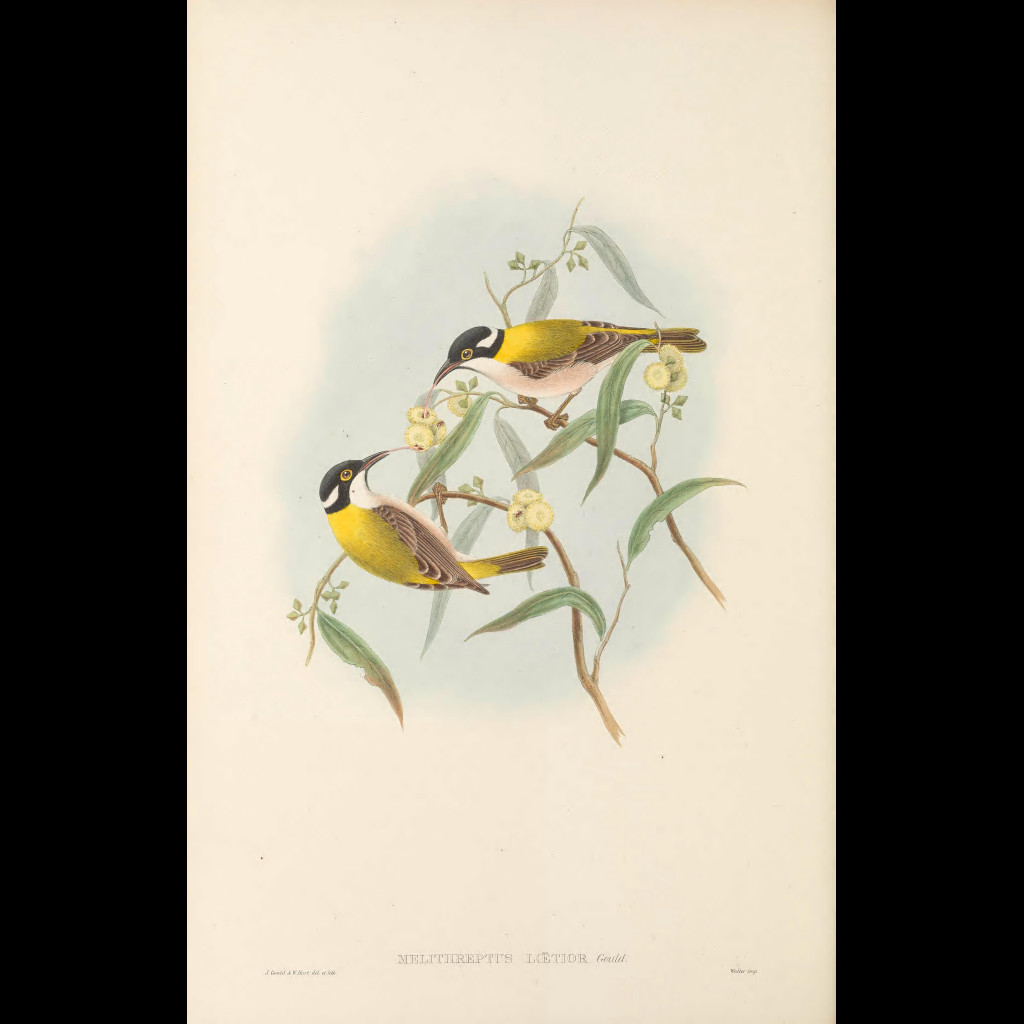Golden-backed Honeyeater