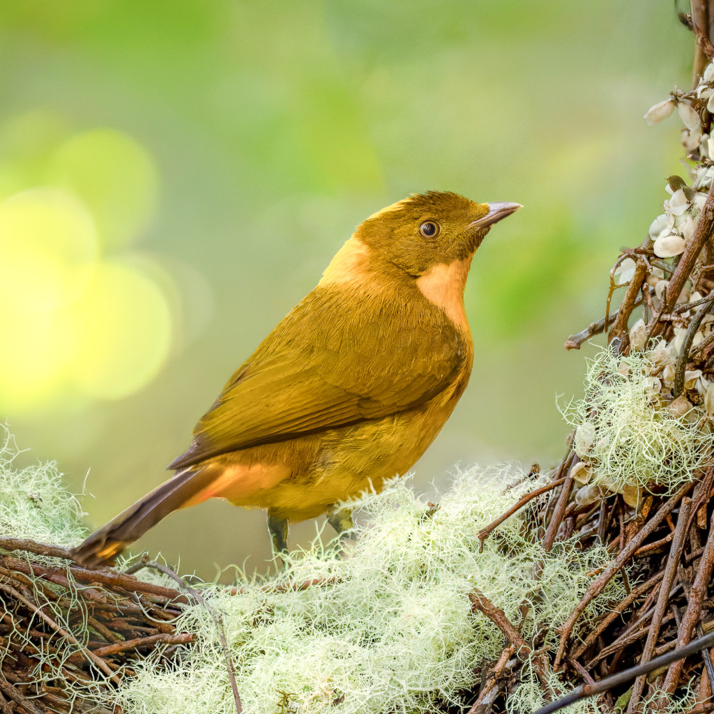 Golden Bowerbird