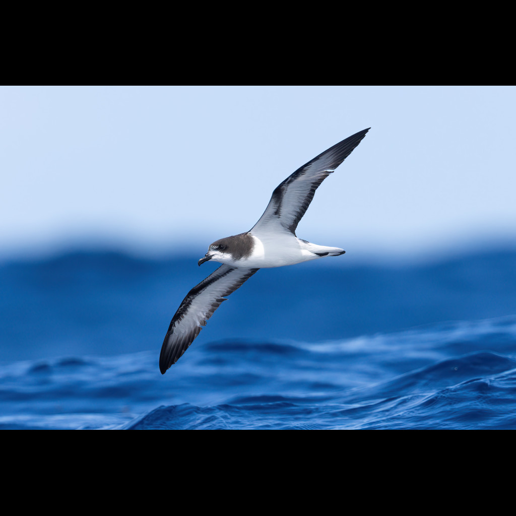Gould's Petrel