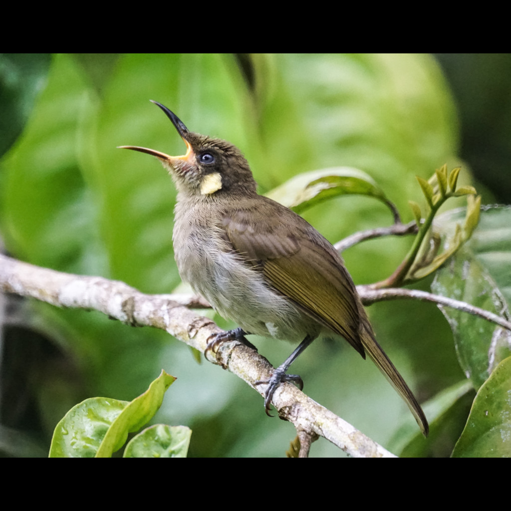 Graceful Honeyeater