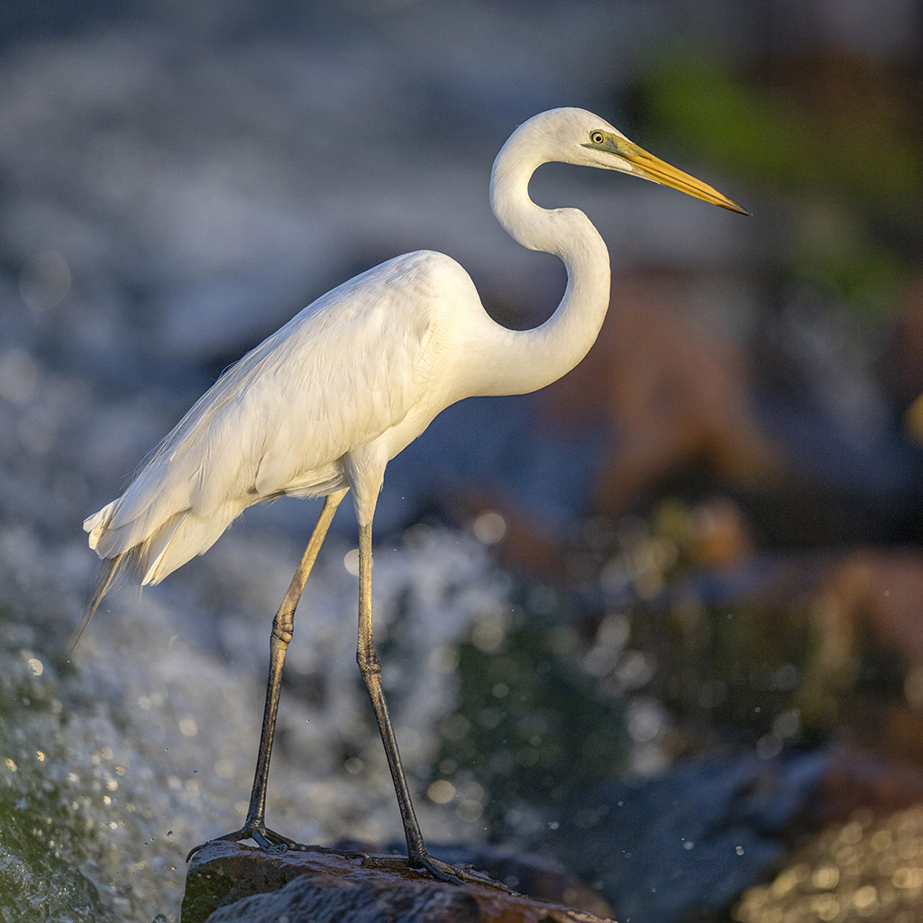 Great Egret