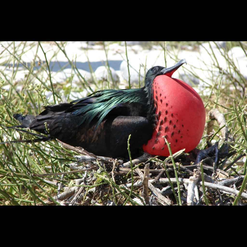 Great Frigatebird