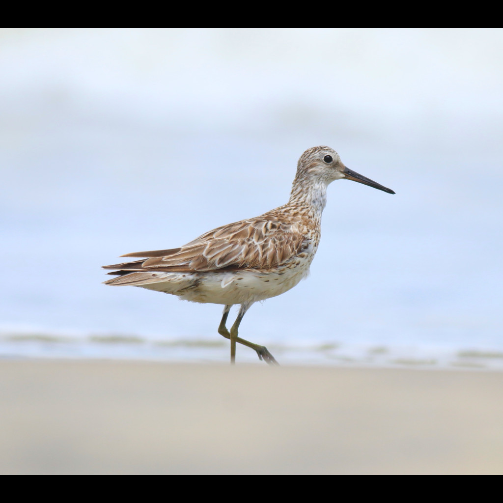 Great Knot