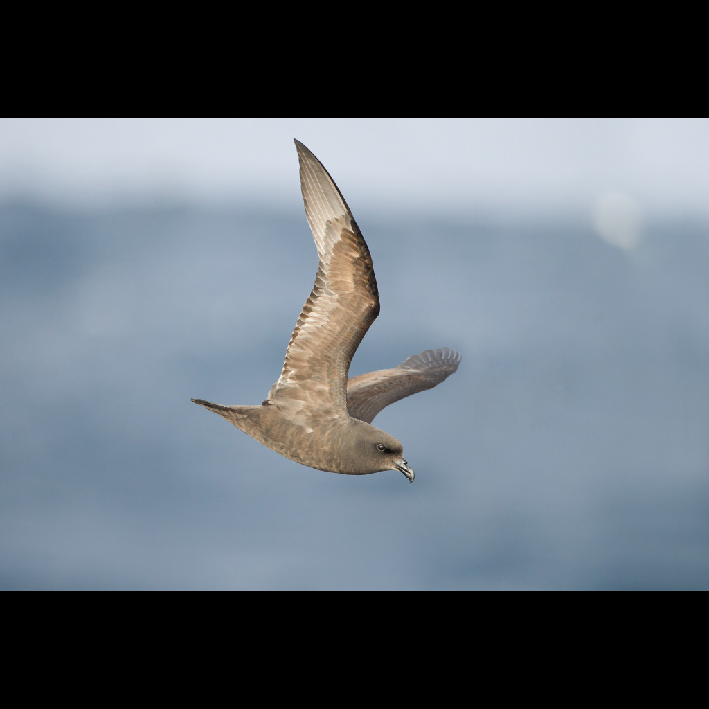 Great-winged Petrel
