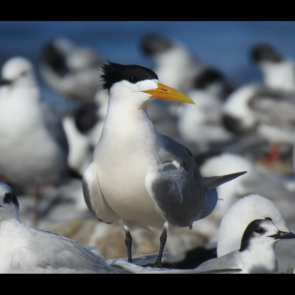 Greater Crested Tern