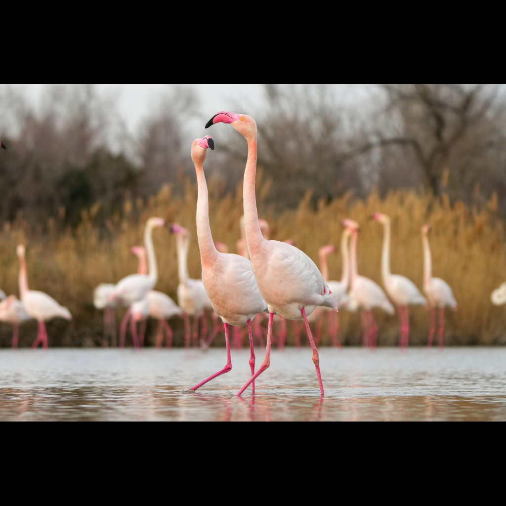 Greater Flamingo