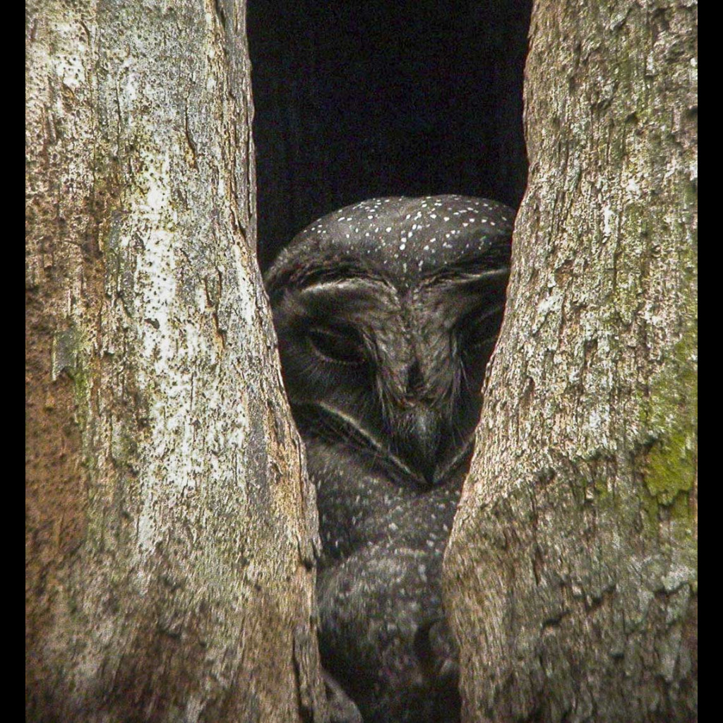 Greater Sooty Owl