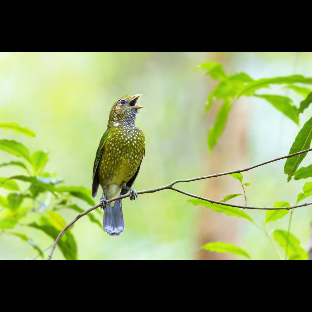 Green Catbird