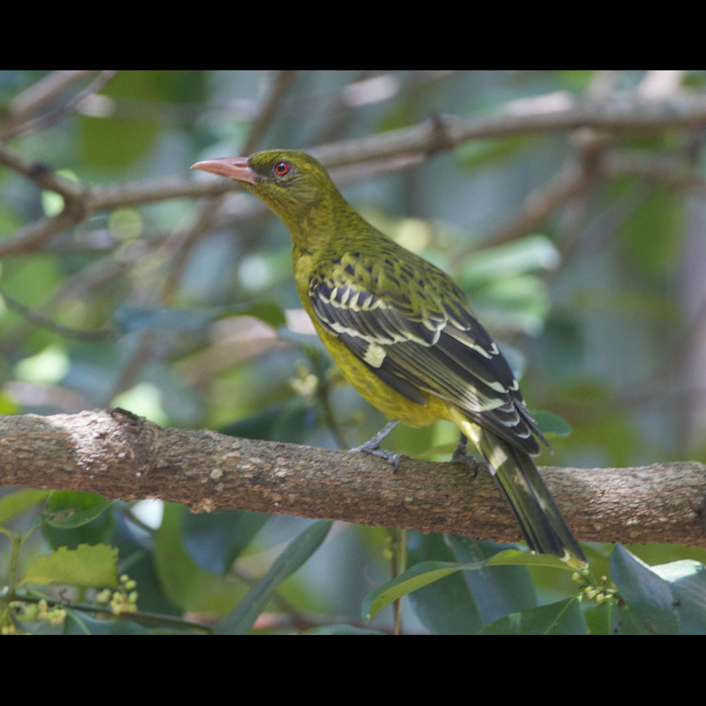 Green oriole
