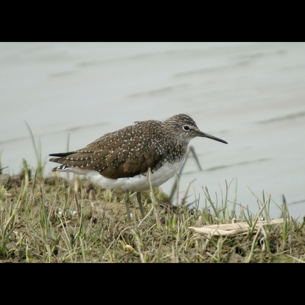 Green Sandpiper