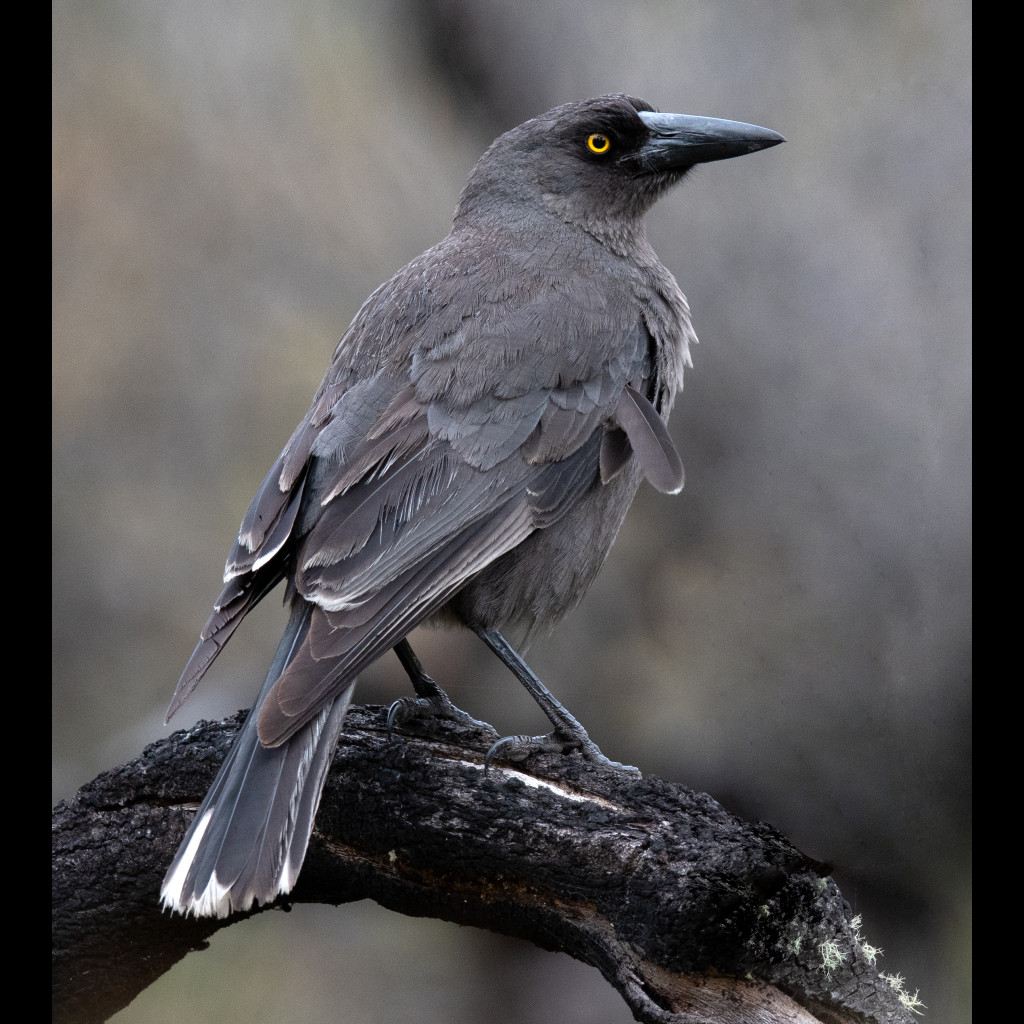 Grey Currawong