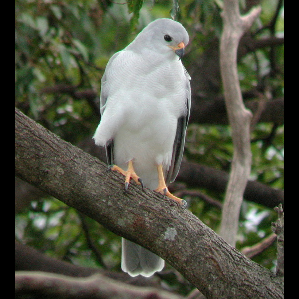 Grey Goshawk