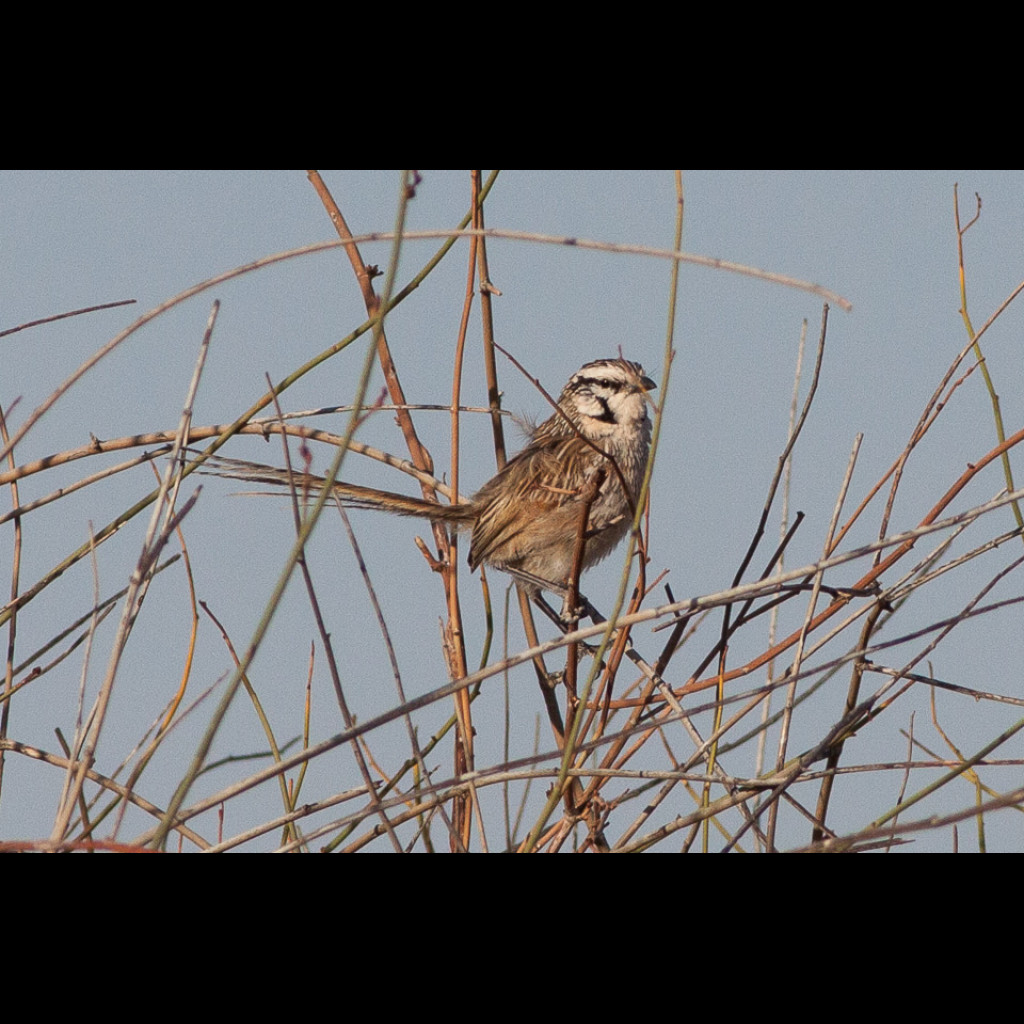 Grey Grasswren