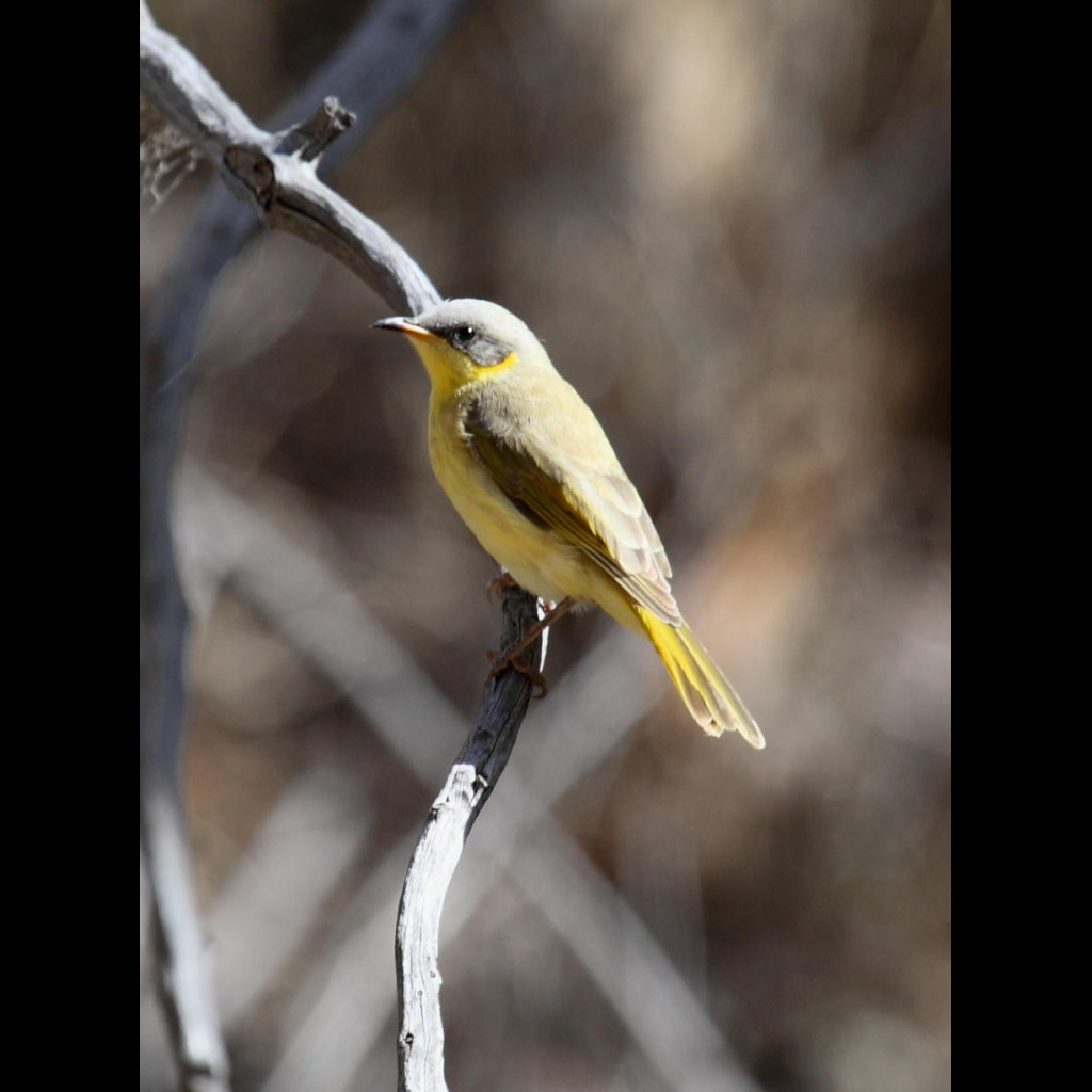 Grey-headed Honeyeater