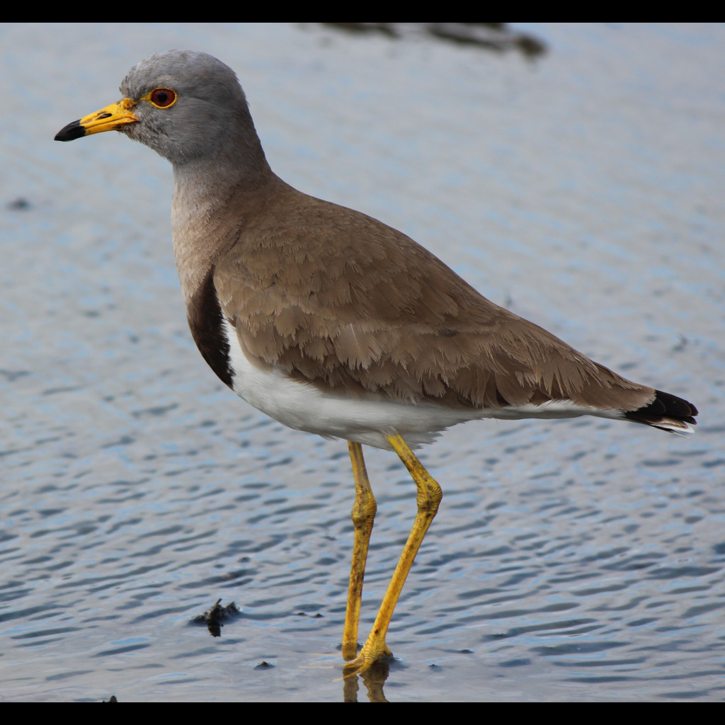 Grey-headed Lapwing