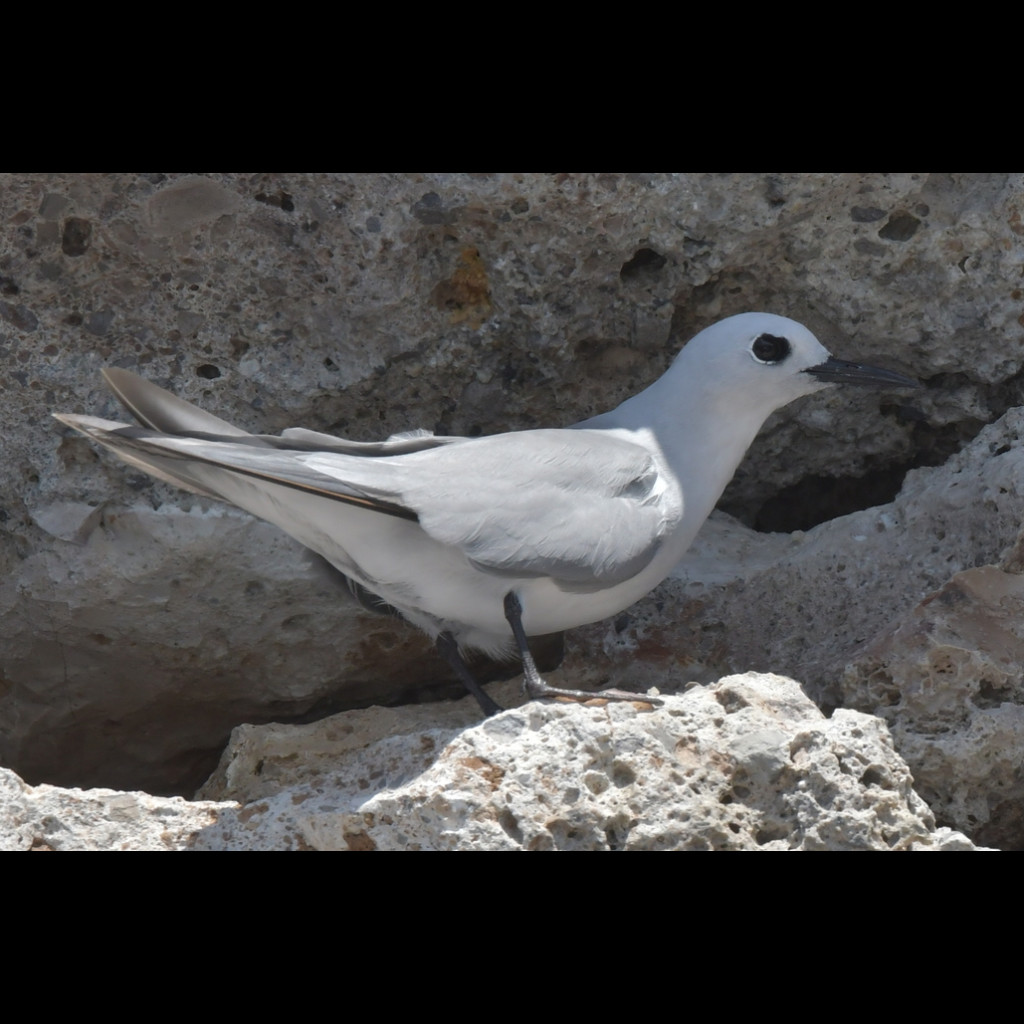 Grey Noddy
