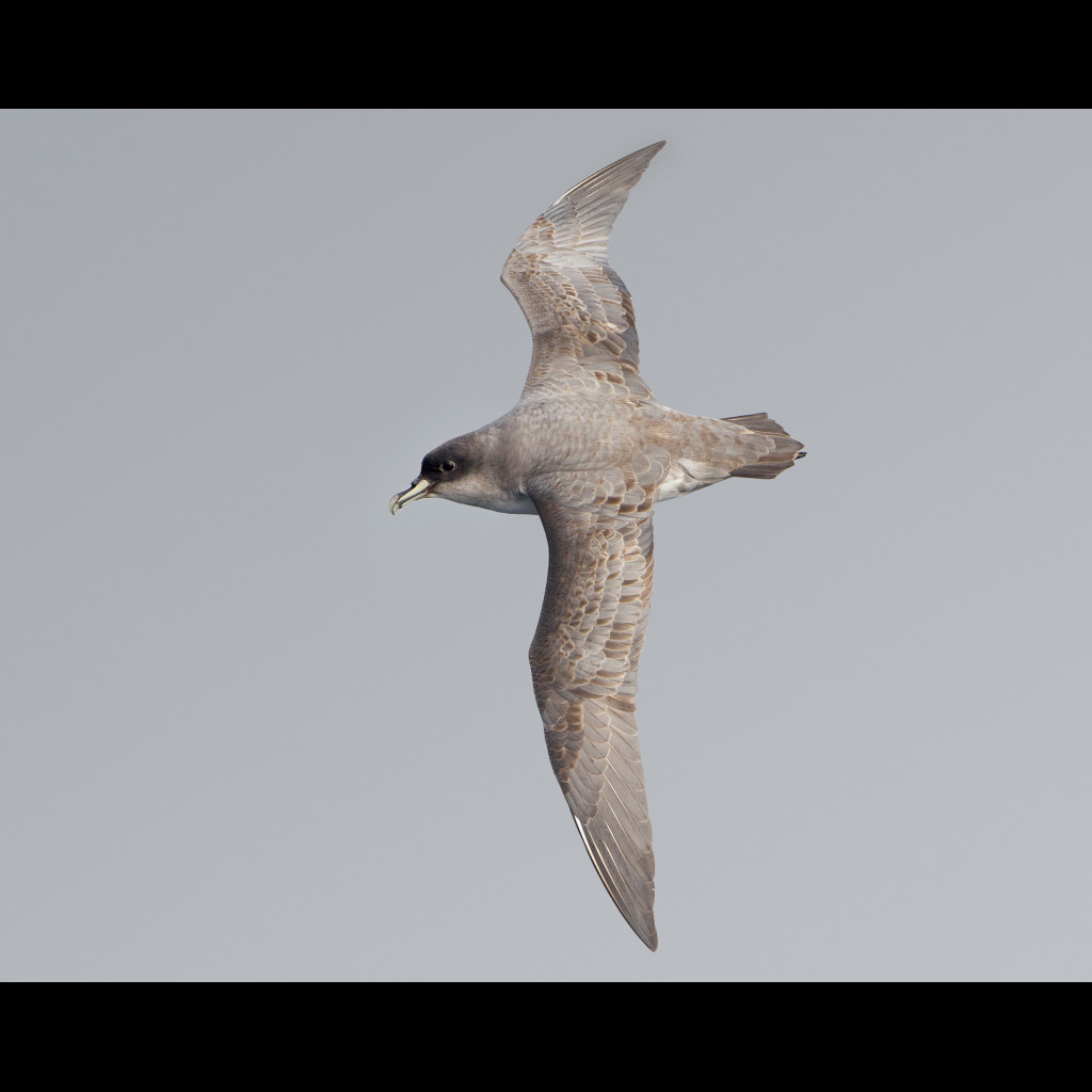Grey Petrel