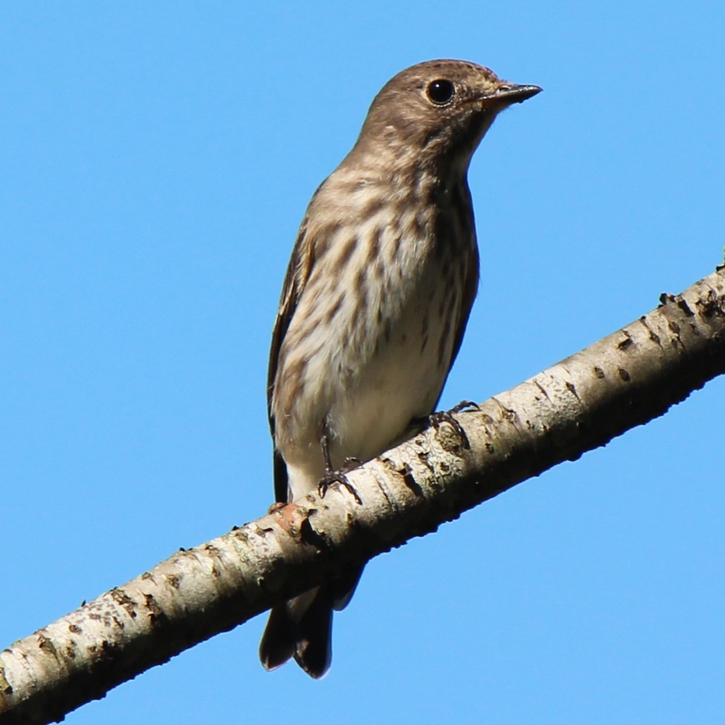Grey-streaked Flycatcher