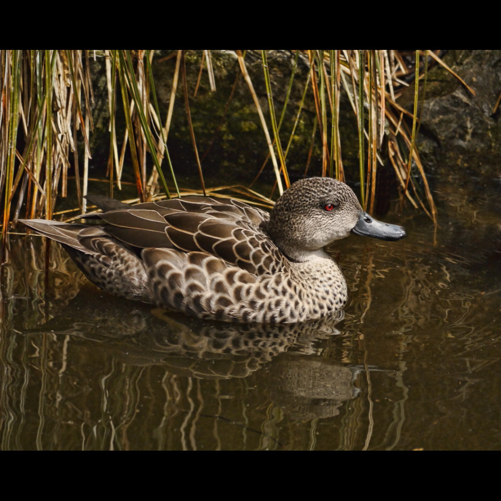 Grey Teal