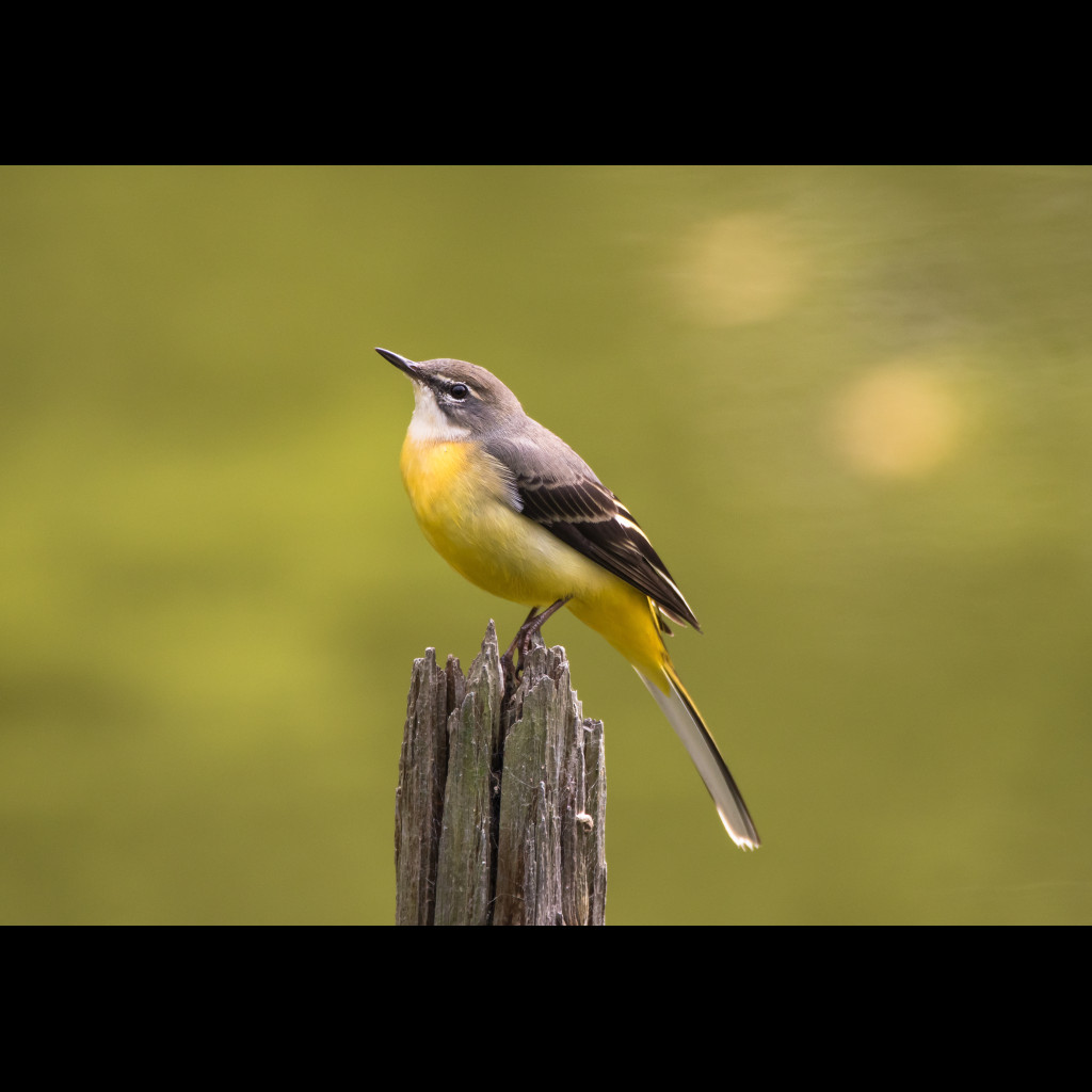 Grey Wagtail