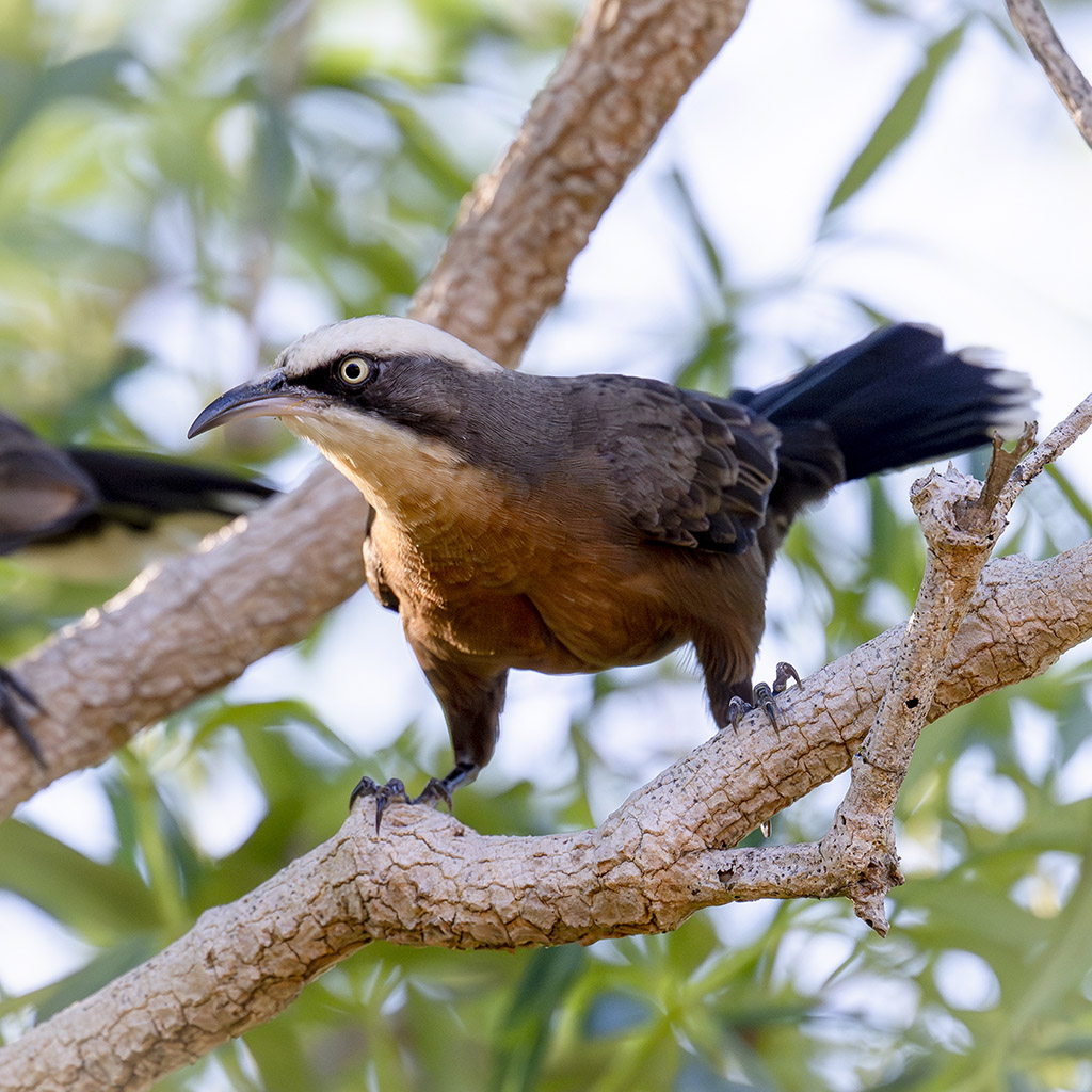 Grey-crowned Babbler
