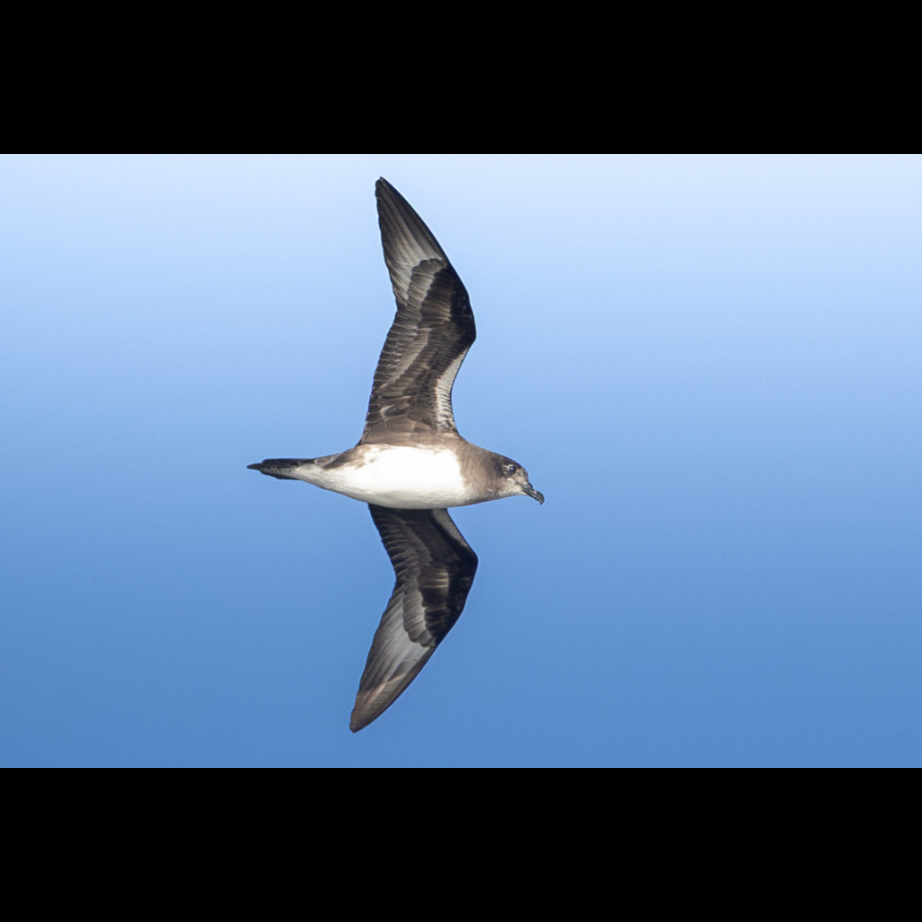 Herald Petrel
