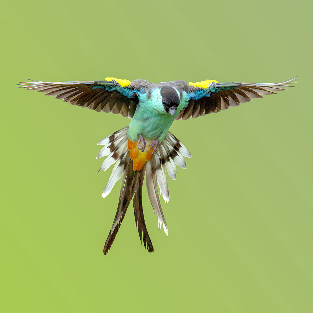 Hooded Parrot