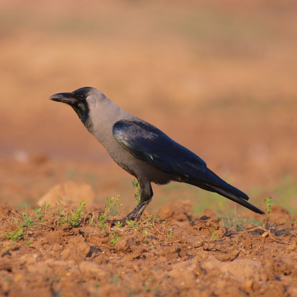House Crow