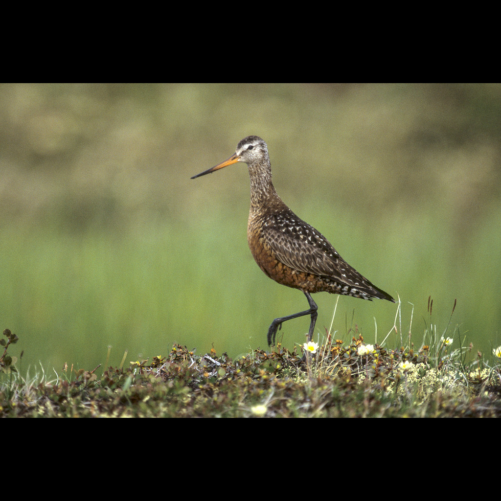 Hudsonian Godwit
