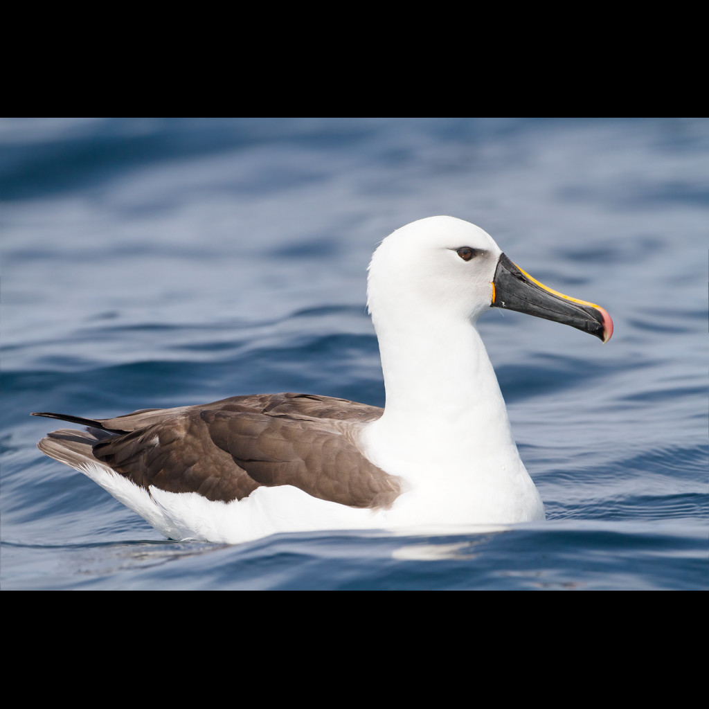 Indian Yellow-nosed Albatross