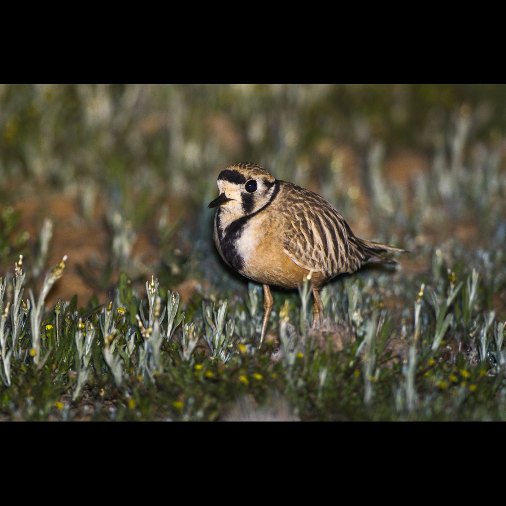 Inland Dotterel