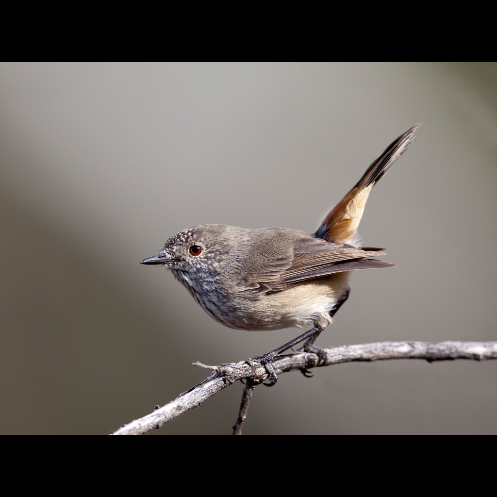Inland Thornbill