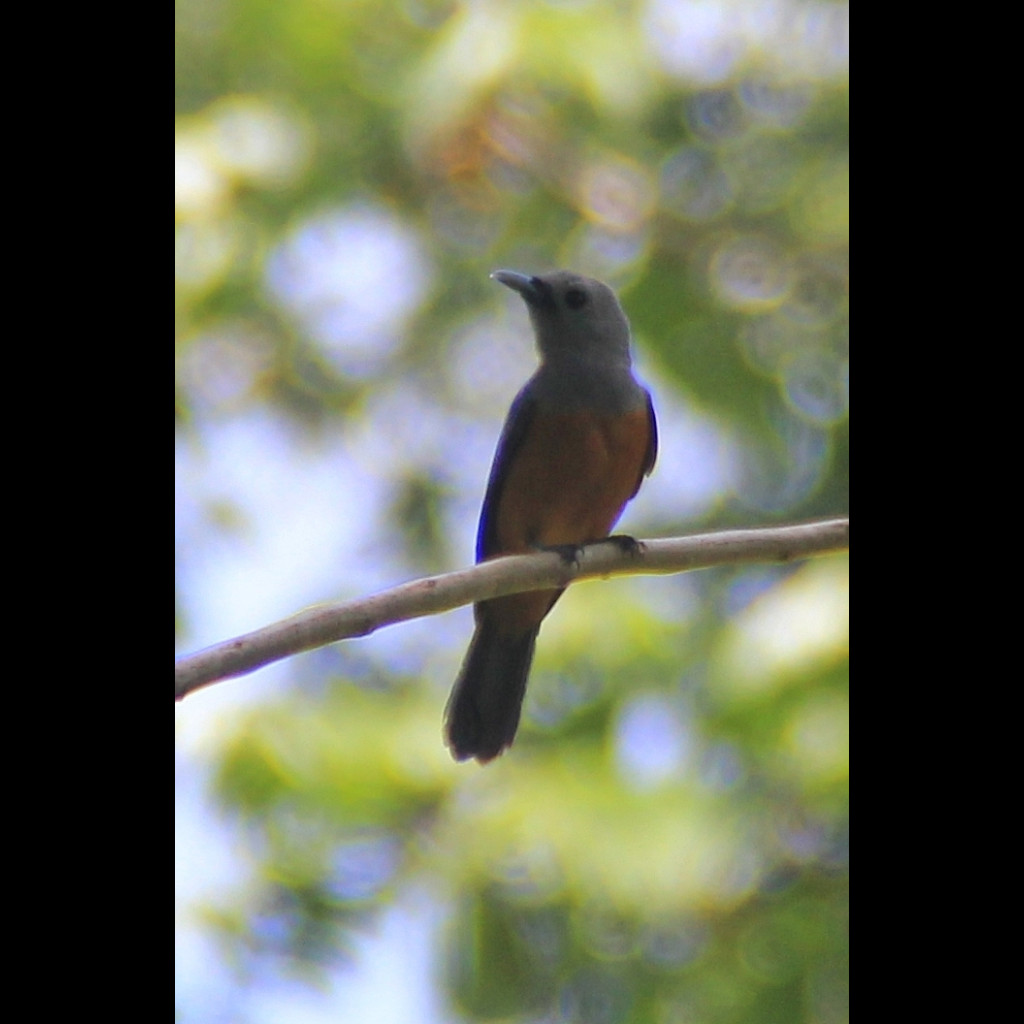 Island Monarch