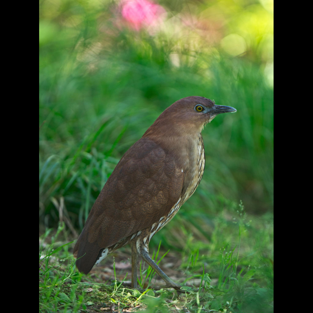 Japanese Night-Heron