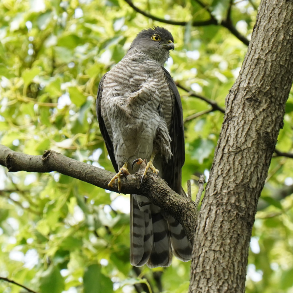 Japanese Sparrowhawk