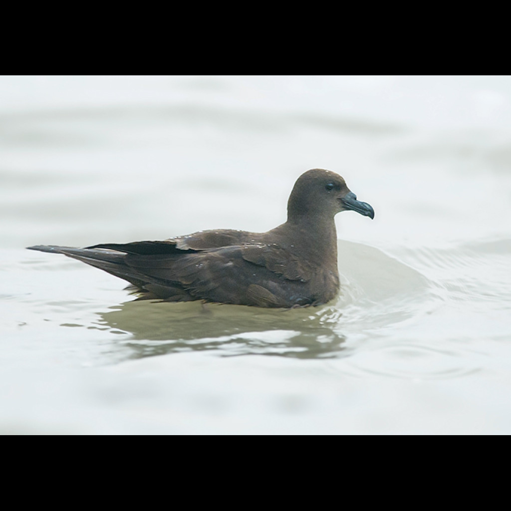 Jouanin's Petrel