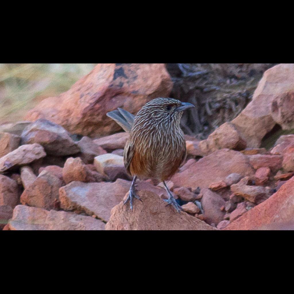 Kalkadoon Grasswren