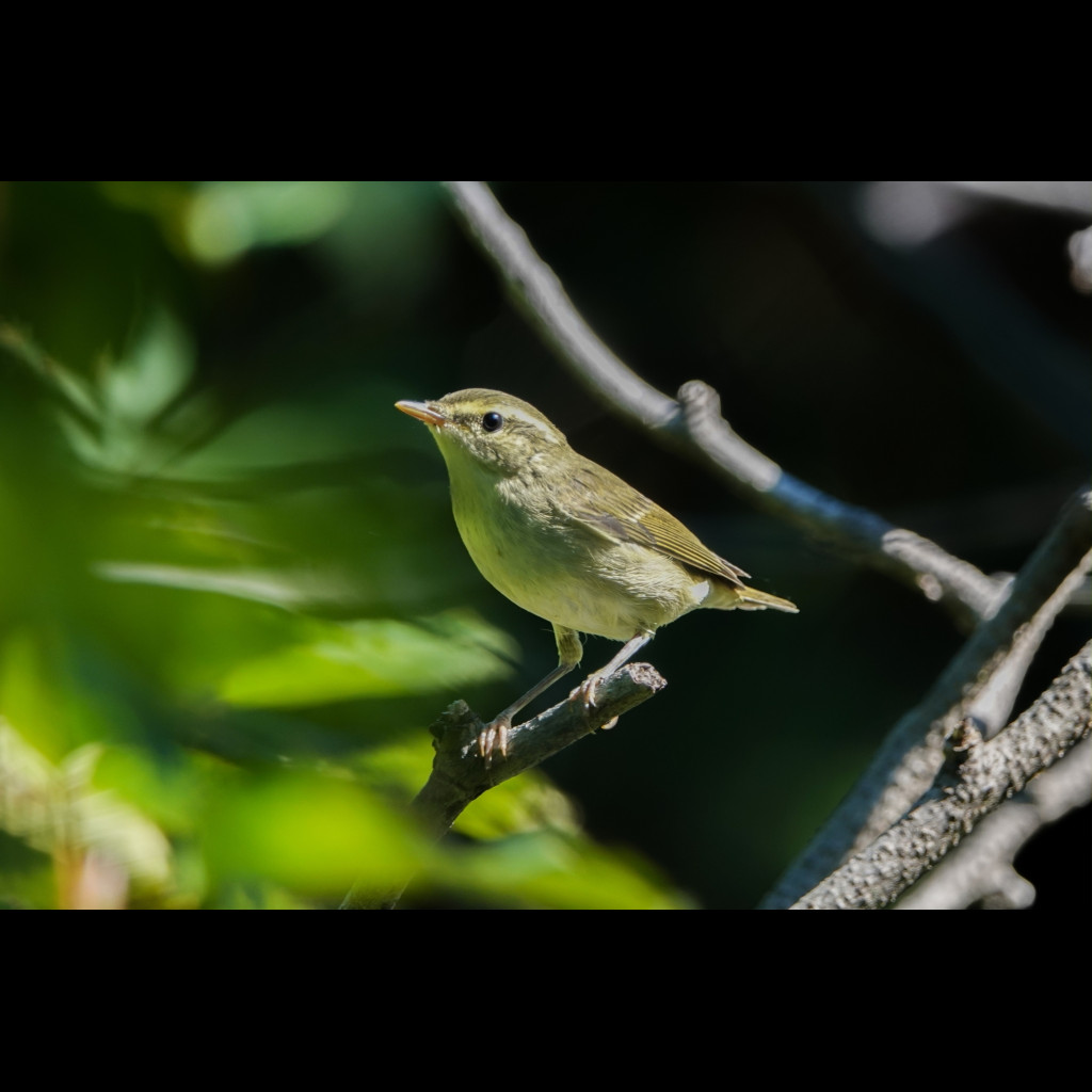 Kamchatka Leaf-warbler