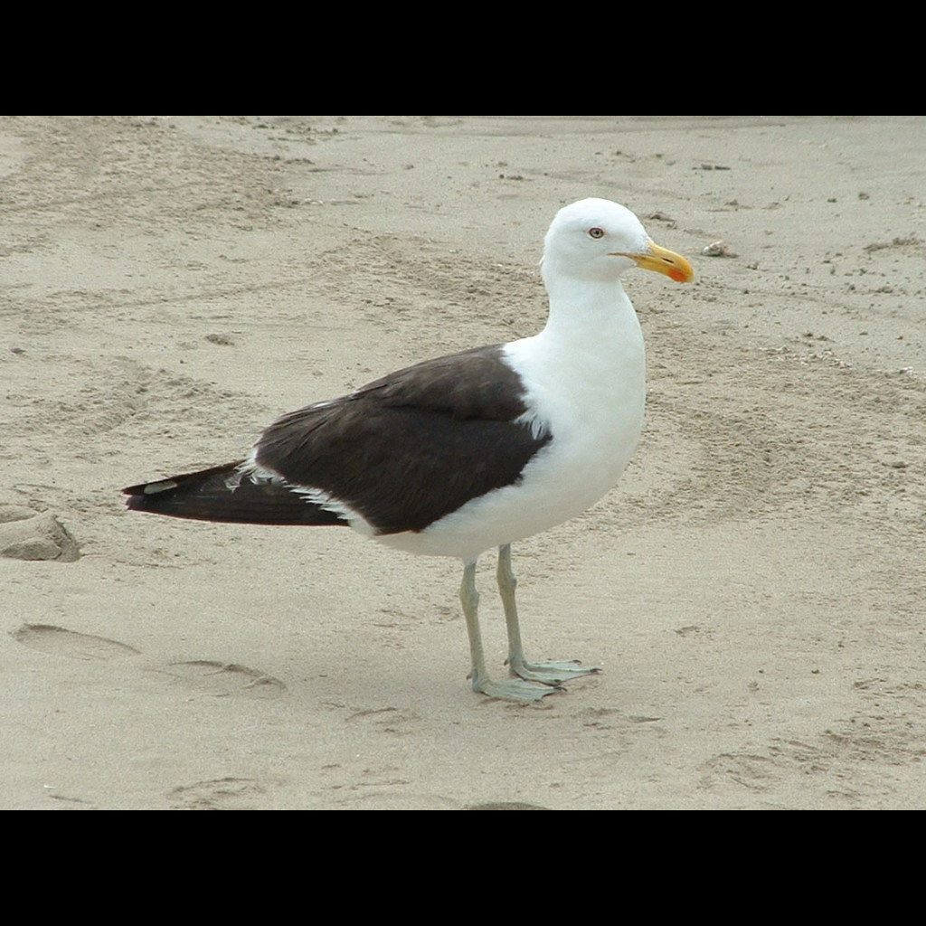 Kelp Gull
