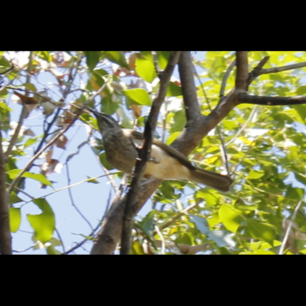 Kimberley Honeyeater