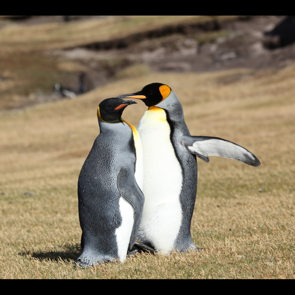 King Penguin