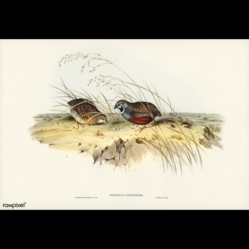 King Quail