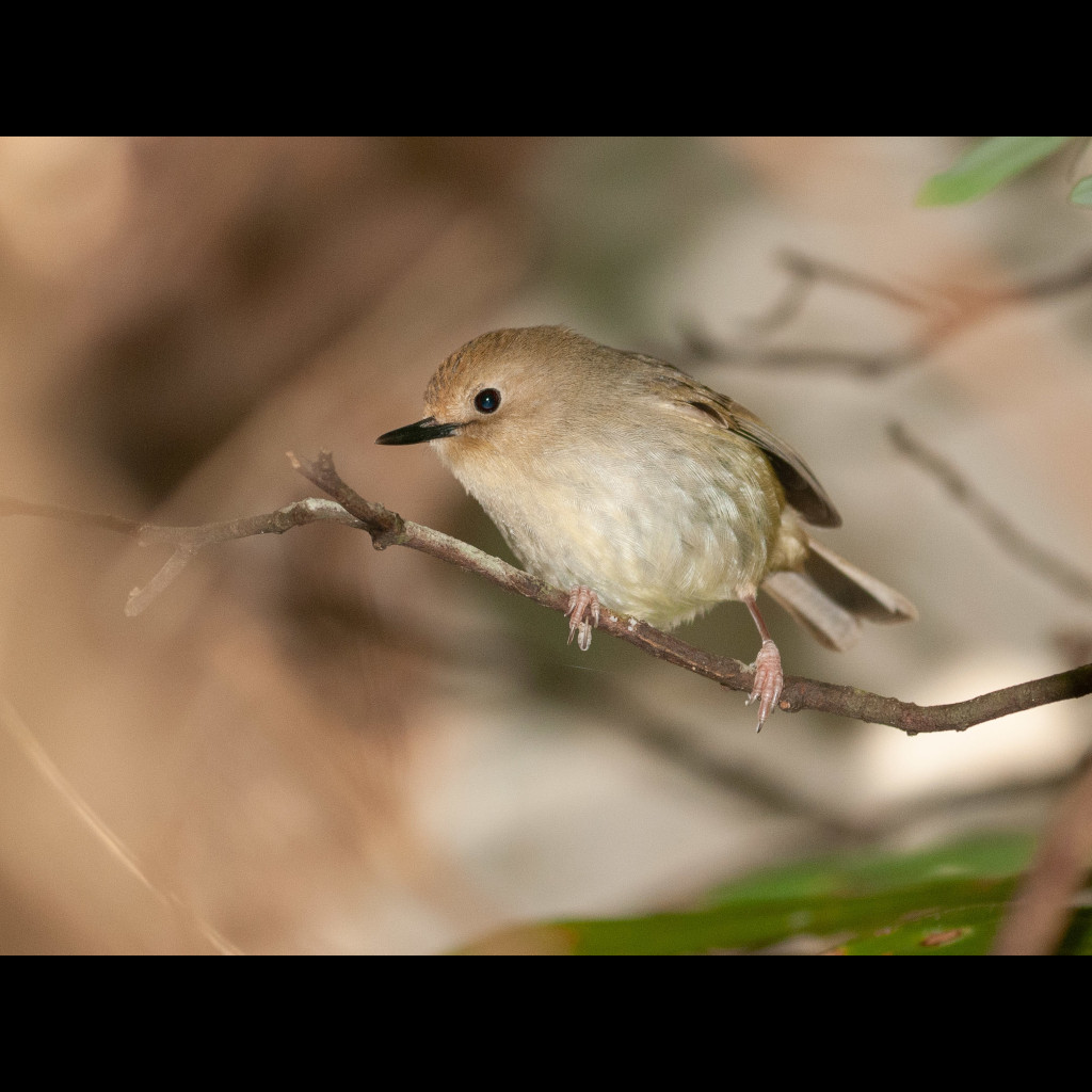 Large-billed Scrubwren