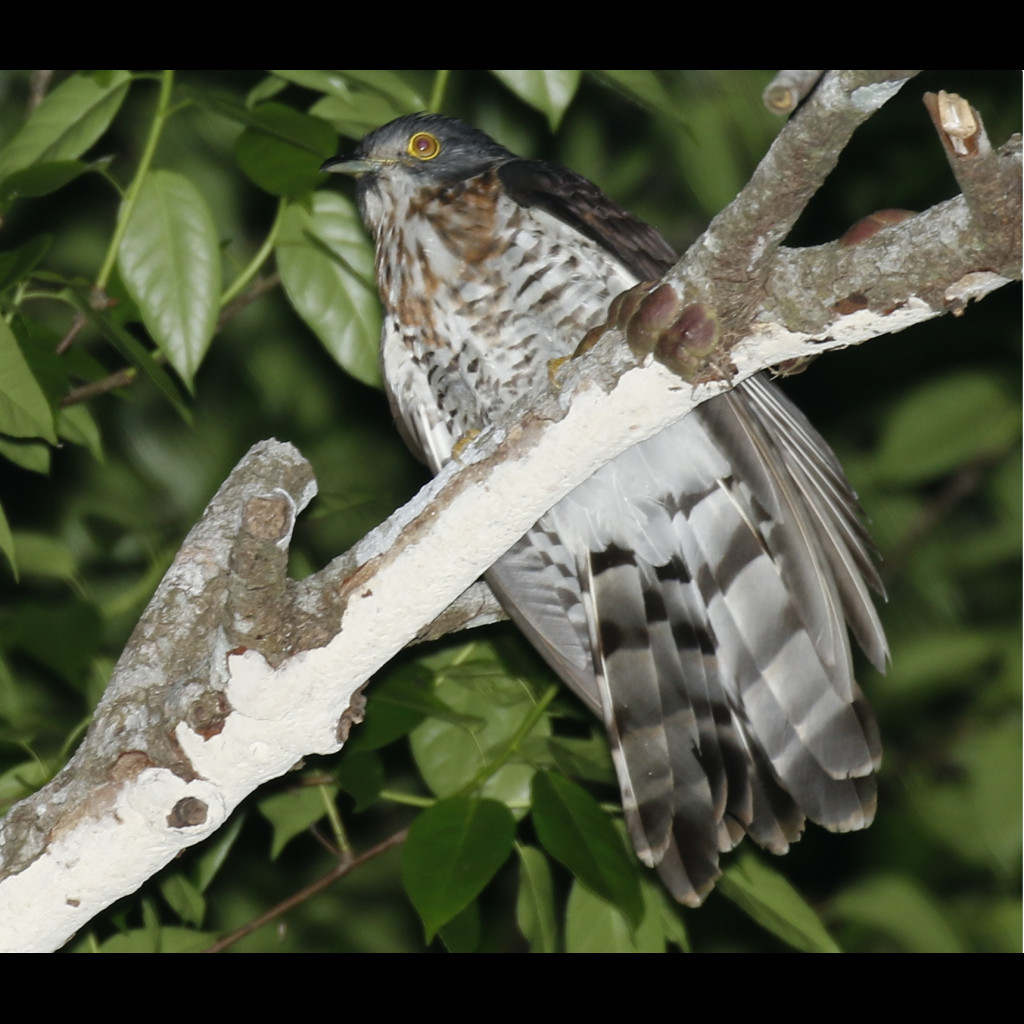 Large Hawk-Cuckoo