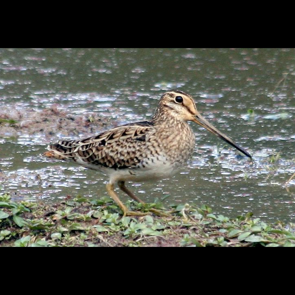 Latham's Snipe