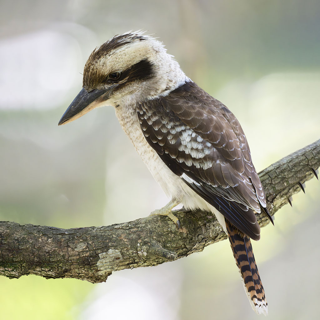 Laughing Kookaburra