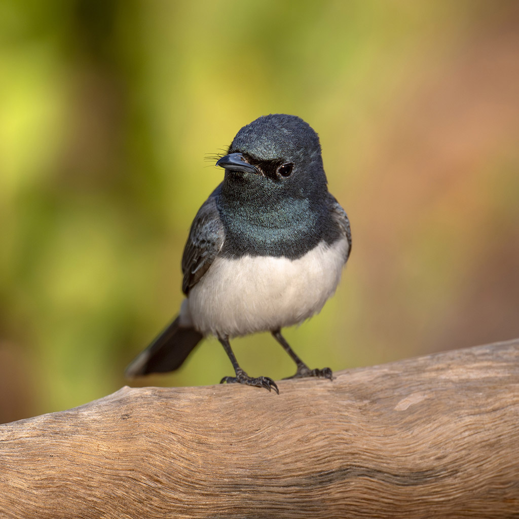 Leaden Flycatcher