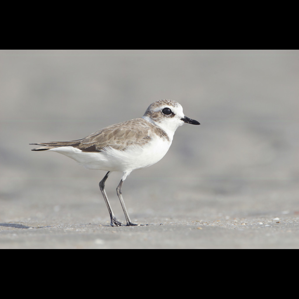 Lesser Sand-Plover