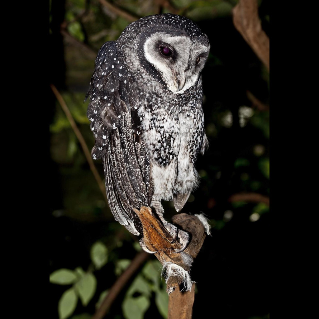 Lesser Sooty Owl